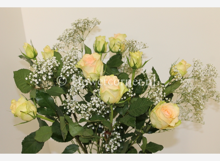 (afbeelding voor) Kiwi rozen 60 cm met gipskruid