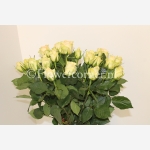 (afbeelding voor) Kiwi rozen 60 cm
