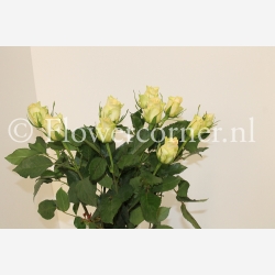(afbeelding voor) Kiwi rozen 60 cm