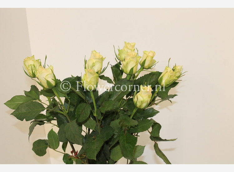 (afbeelding voor) Kiwi rozen 60 cm