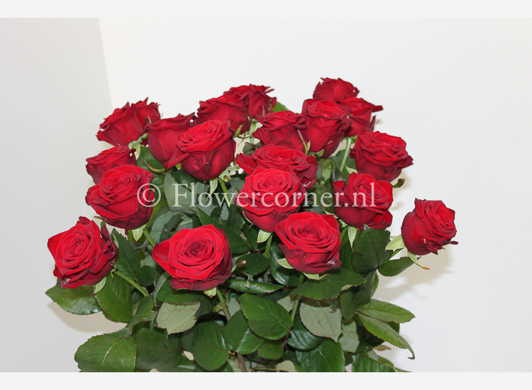 Rode rozen 60 cm - Klik op de afbeelding om het venster te sluiten